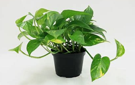 Les Plantes Dépolluantes pour l&rsquo;Intérieur