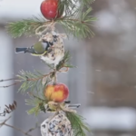 Boules de Nourriture pour Oiseaux