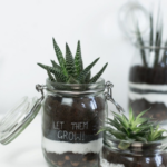 Jardins d’Intérieur en Bocaux en Verre :